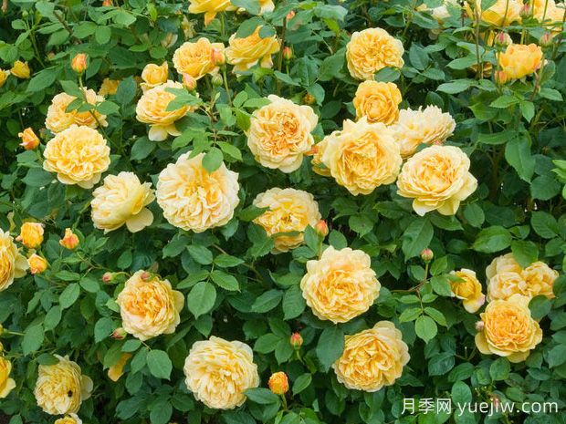 黃金慶典月季，艷麗爆花濃香的大型藤本月季(圖2)