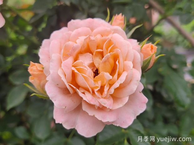 甜夢(mèng)月季養(yǎng)護(hù)全攻略，打造夢(mèng)幻花園(圖1)