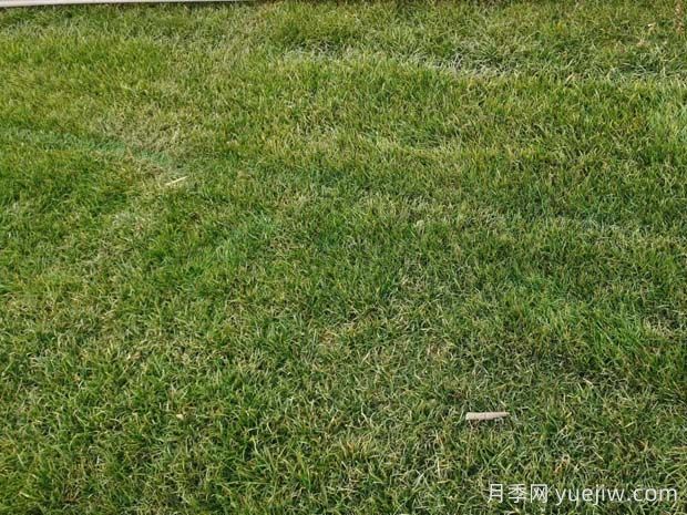 草坪可以在夏季伏天種植嗎？(圖1)