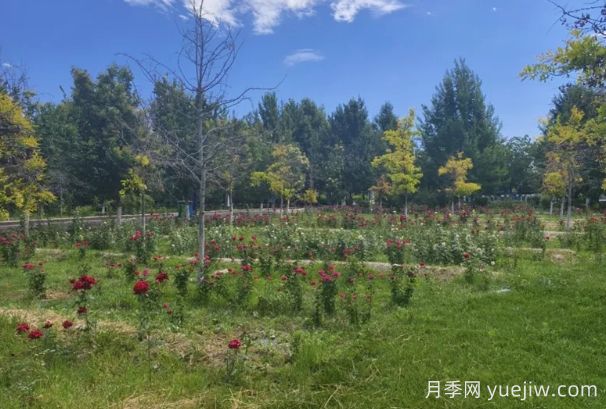 石河子市植物園月季園花開盛景，誠邀市民共賞(圖2)