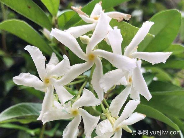 風車茉莉(圖1)