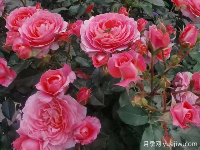 芳香王陽(yáng)臺(tái)月季/香香公主/蜜桃果汁(圖4)