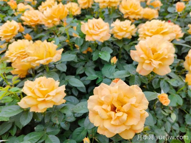 夏天養(yǎng)月季，月季高溫養(yǎng)護(hù)指南(圖1)