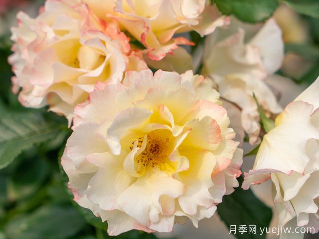 云開(kāi)月季(圖2)