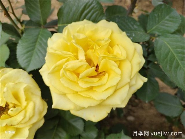 一年生、二年生，多年生園林花卉的使用和區(qū)別(圖1)