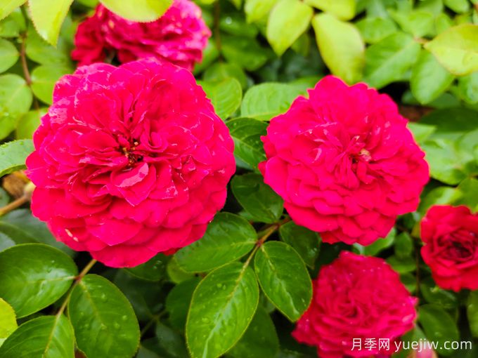紅達(dá)/紅色達(dá)芬奇月季基地杯苗美植袋苗批發(fā)(圖1)