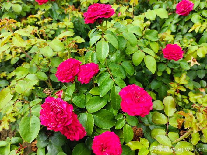 紅達(dá)/紅色達(dá)芬奇月季基地杯苗美植袋苗批發(fā)(圖2)