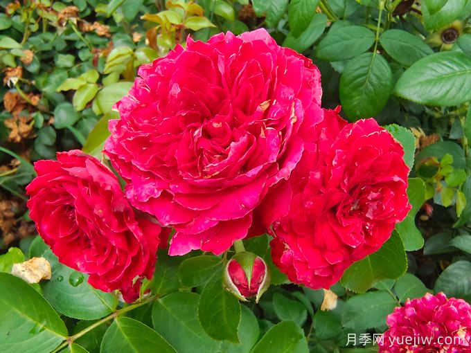 紅達(dá)/紅色達(dá)芬奇月季基地杯苗美植袋苗批發(fā)(圖3)