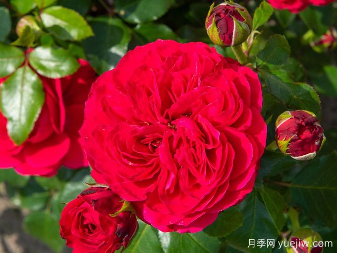 紅色達(dá)芬奇月季和粉色達(dá)芬奇月季有什么區(qū)別？(圖1)