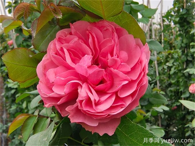 紅色達(dá)芬奇月季和粉色達(dá)芬奇月季有什么區(qū)別？(圖2)
