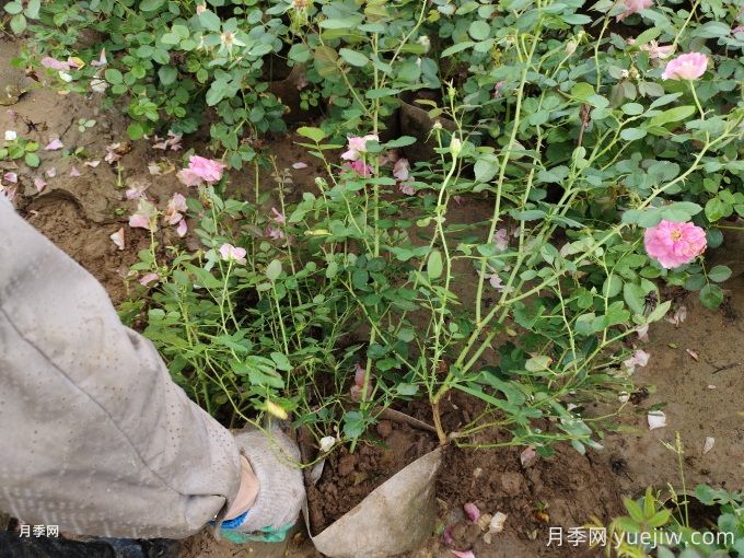 仙境月季美植袋苗美化湖北綠化工地(圖1)