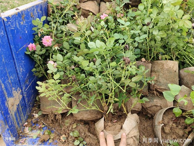 仙境月季美植袋苗美化湖北綠化工地(圖2)