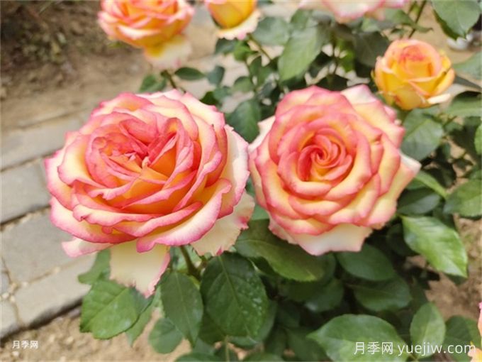 月季花夏季養(yǎng)護管理重點，4方面讓月季長的旺(圖1)