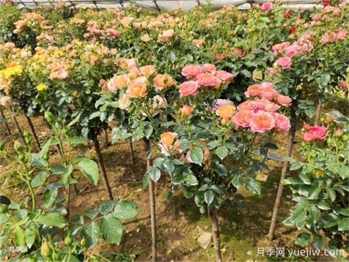 月季花夏季養(yǎng)護管理重點，4方面讓月季長的旺(圖2)