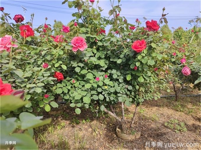 反季節(jié)移栽苗木應該注意哪些技術(shù)要點？(圖1)