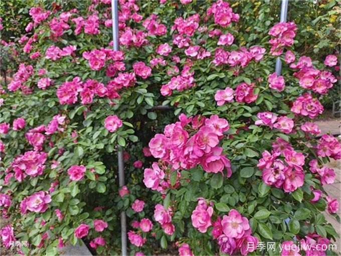 月季度夏指南，夏季紅蜘蛛黑斑病防治教程(圖1)
