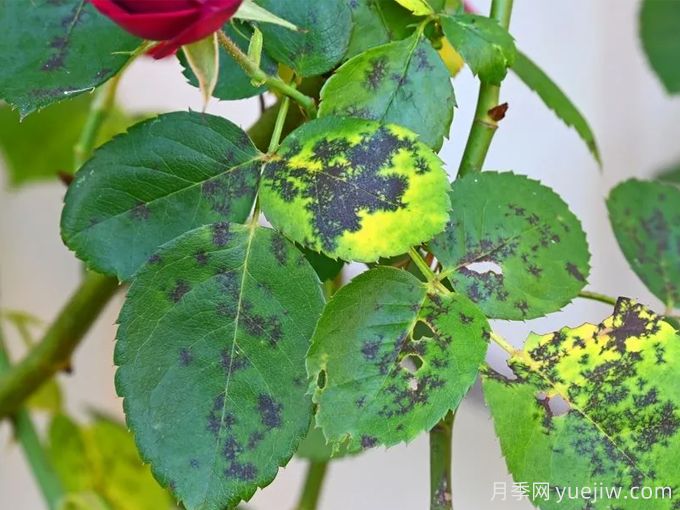 月季度夏指南，夏季紅蜘蛛黑斑病防治教程(圖2)