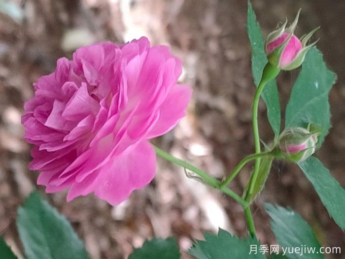 11個薔薇品種，花開滿架一院香(圖2)