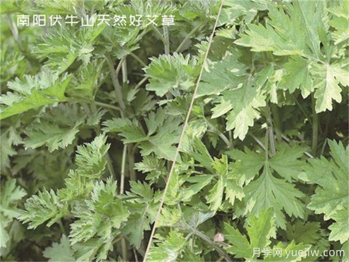 南陽中醫(yī)藥產(chǎn)業(yè)找準突破口，奮力推進臥龍艾草產(chǎn)業(yè)創(chuàng)新發(fā)展(圖1)