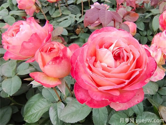 月季夏季養(yǎng)護(hù)，讓月季安全度夏的小秘訣(圖1)