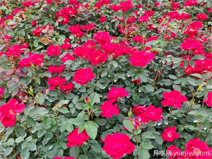 月季夏季養(yǎng)護(hù)，讓月季安全度夏的小秘訣(圖2)