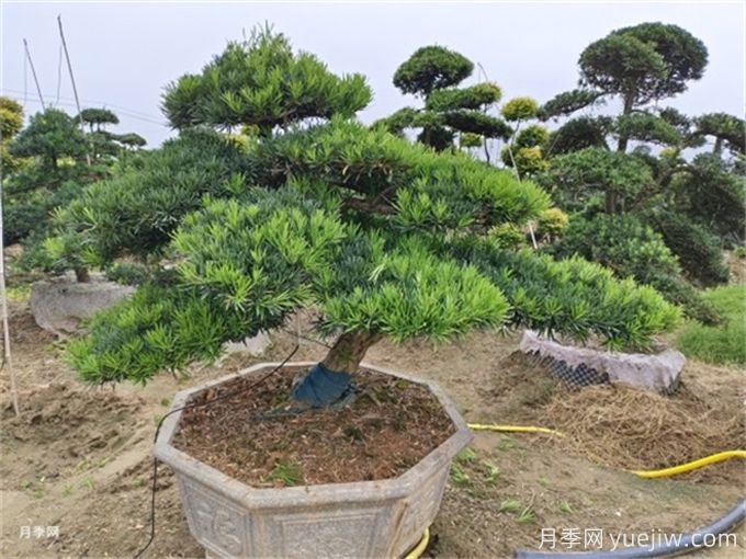 造型松的造型類型特點和應用場景有哪些？(圖1)
