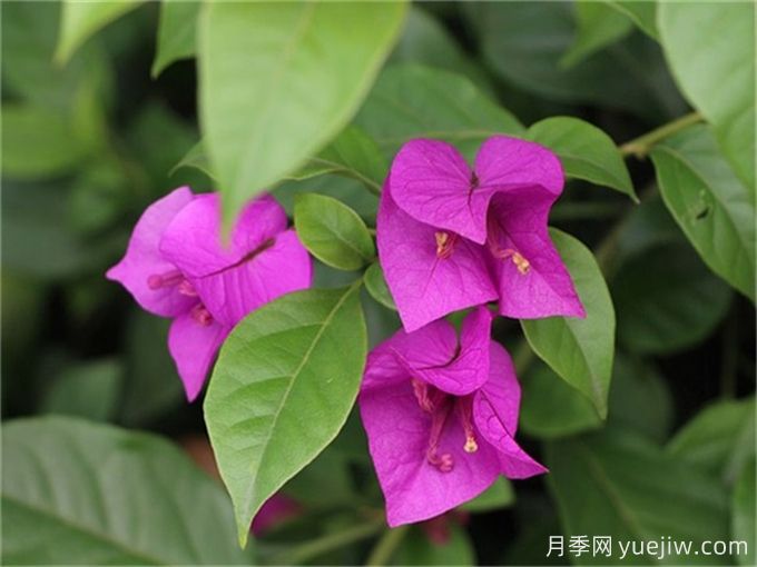 15種曬不死的花，適合夏天種在院子里(圖2)