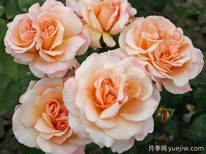 快樂(lè)的一天月季(圖2)