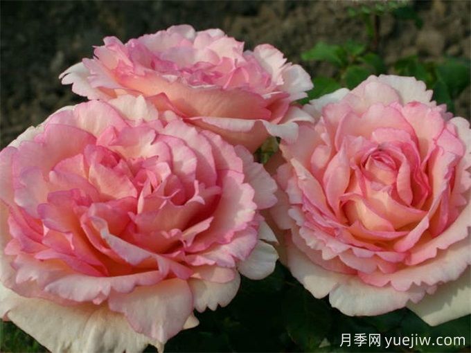 金粉回憶月季/紀念巴登巴登/粉紅魔咒(圖4)