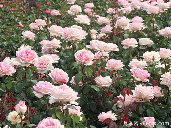 金粉回憶月季/紀念巴登巴登/粉紅魔咒(圖3)
