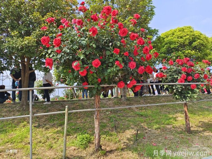 老舊小區(qū)綠化改造要點(diǎn)和常用樹(shù)種配置(圖1)