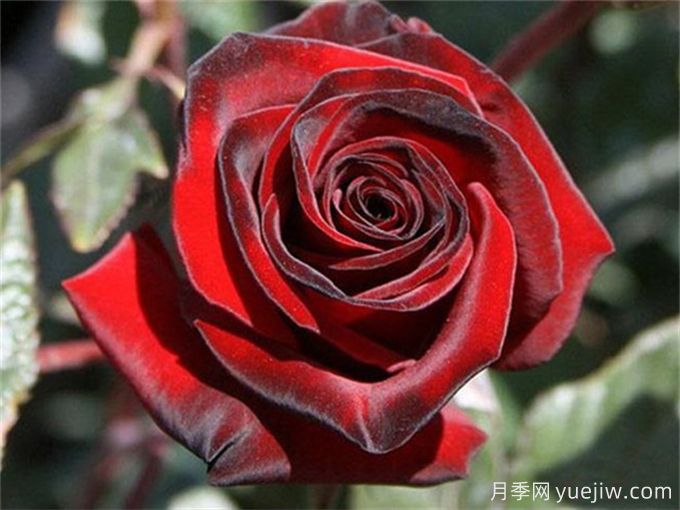 推薦5個高杯狀切花月季品種，人見人愛(圖1)