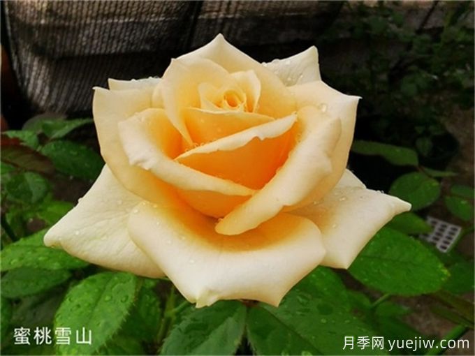 推薦5個高杯狀切花月季品種，人見人愛(圖2)