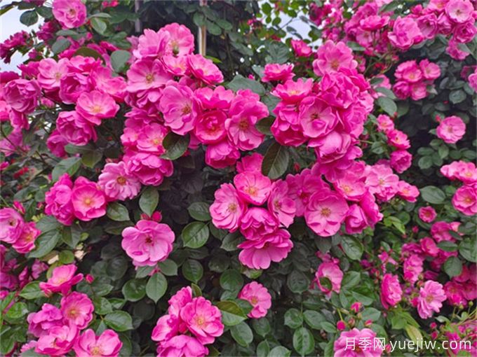 月季花，四季綻放的芬芳傳奇(圖1)