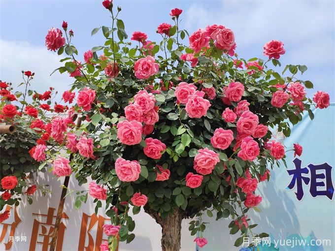 月季花，四季綻放的芬芳傳奇(圖2)