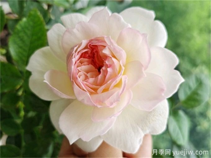 夏季陰雨連綿，依然綻放的10個濃香美麗月季品種(圖2)