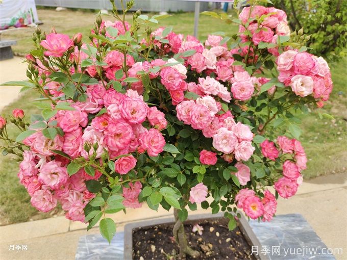 ?三角梅換成了月季花，原來養(yǎng)殖差距這么大(圖1)