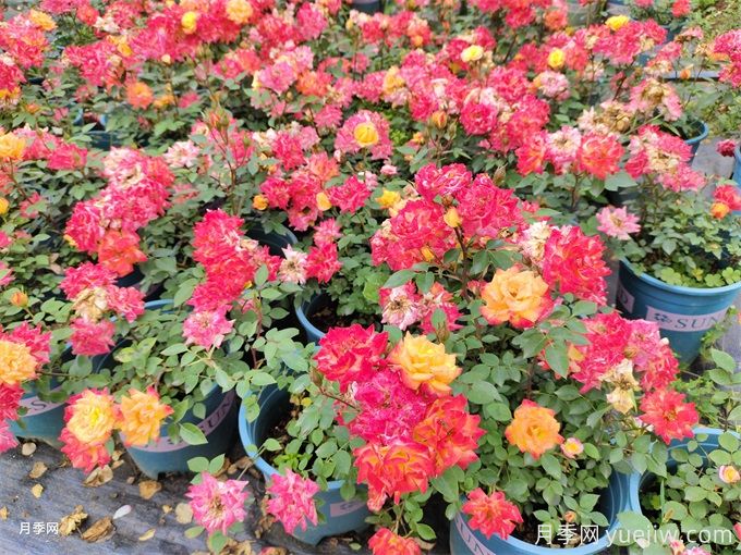 ?三角梅換成了月季花，原來養(yǎng)殖差距這么大(圖2)