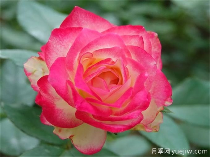 推薦8個豐花月季品種，抗病性強且花色美麗(圖6)