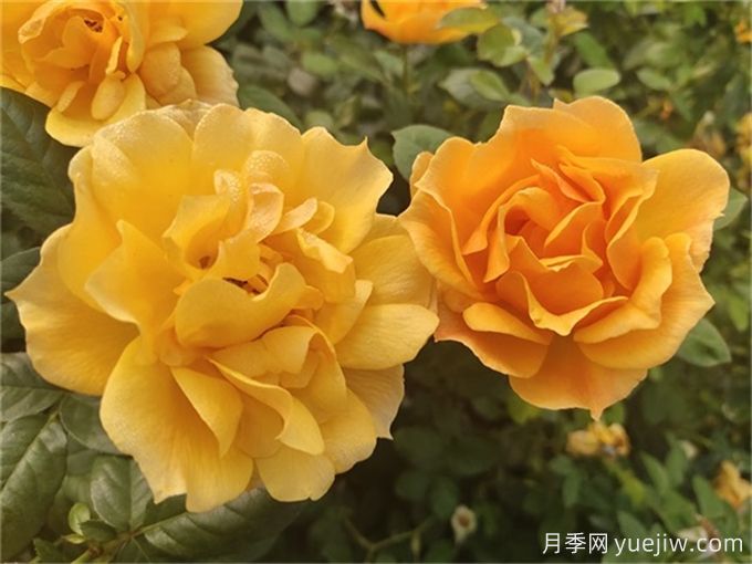 推薦8個豐花月季品種，抗病性強且花色美麗(圖3)
