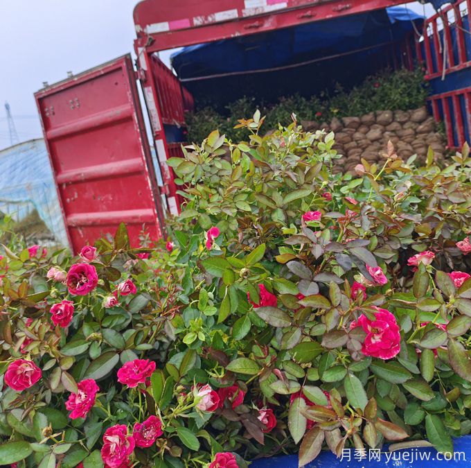 紅復色紅寶石美植袋苗和營養(yǎng)杯苗基地報價(圖4)