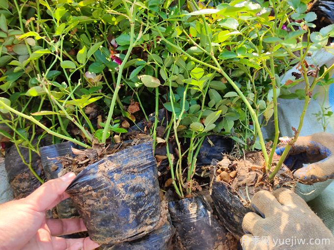 紅復色紅寶石美植袋苗和營養(yǎng)杯苗基地報價(圖3)