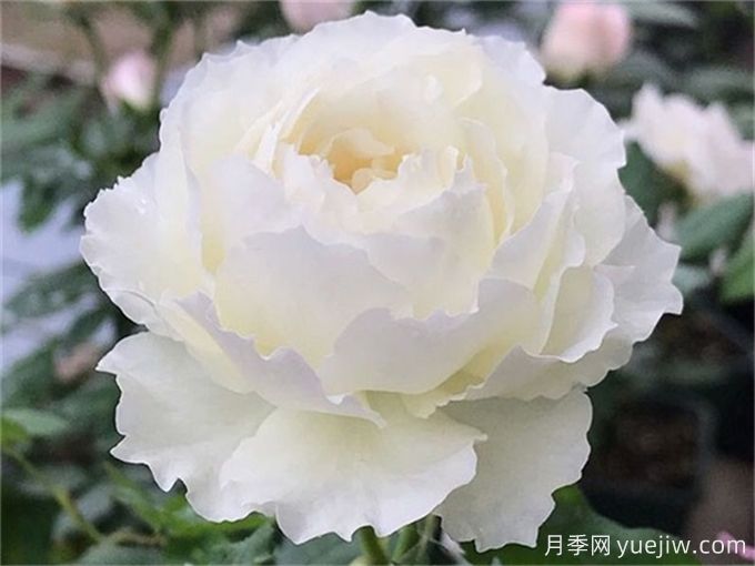 推薦10款白色系月季品種，每一款都經(jīng)典(圖5)