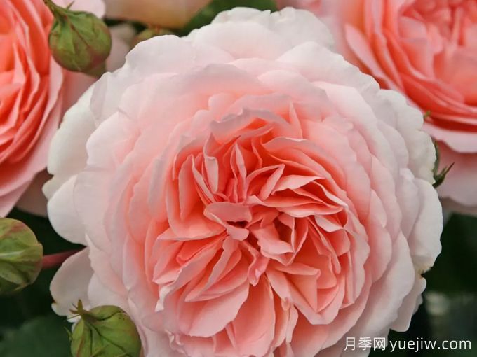 童話魔法月季/極樂(lè)芬芳月季(圖1)