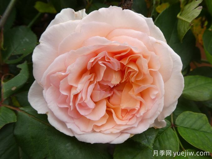 童話魔法月季/極樂(lè)芬芳月季(圖2)