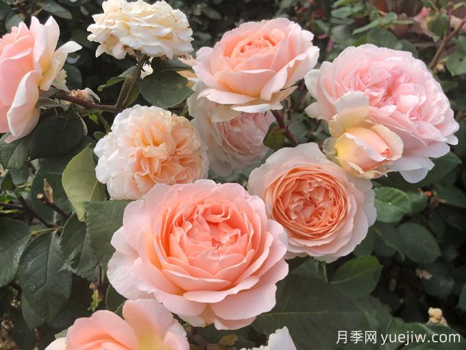 童話魔法月季/極樂(lè)芬芳月季(圖4)