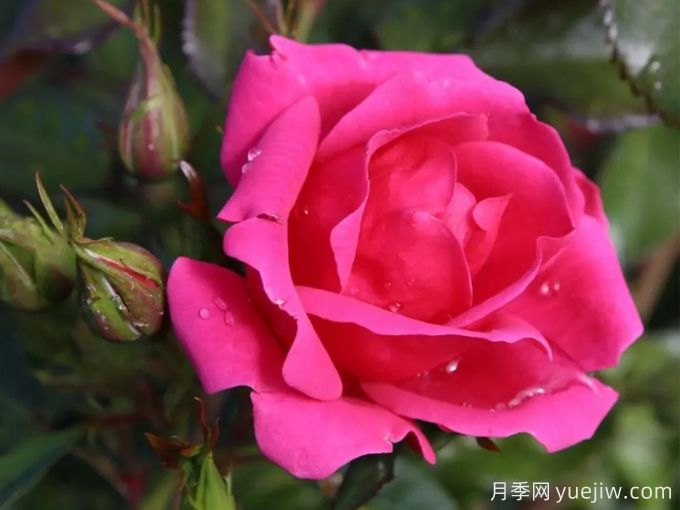 花園朋友月季/花園之友/彩色火烈鳥(niǎo)(圖1)