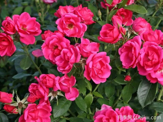 花園朋友月季/花園之友/彩色火烈鳥(niǎo)(圖2)