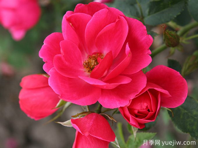 花園朋友月季/花園之友/彩色火烈鳥(niǎo)(圖3)