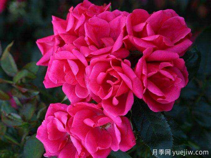 花園朋友月季/花園之友/彩色火烈鳥(niǎo)(圖4)